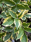 SAMBUCUS NIGRA AUREOMARGINATA,  VARIEGATED ELDER