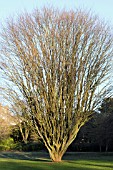 ZELKOVA CARPRINIFOLIA