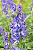 ACONITUM SPICATUM