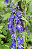 ACONITUM SPICATUM