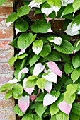 ACTINIDIA KOLOMICTA
