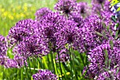 ALLIUM HOLLANDICUM