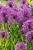 ALLIUM HOLLANDICUM