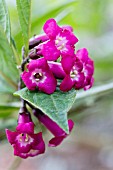 BUDDLEJA COLVILEI