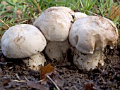 TRICHOLOMA GAMBOSUM,  ST GEORGES MUSHROOM