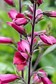 DIGITALIS ILLUMINATION BRANDY