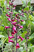 DIGITALIS ILLUMINATION BRANDY