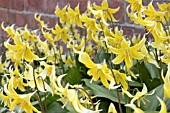 ERYTHRONIUM PAGODA