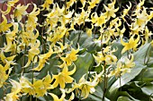 ERYTHRONIUM PAGODA