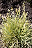 FESTUCA GLAUCA GOLDEN TOUPEE