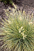 FESTUCA GLAUCA GOLDEN TOUPEE