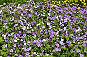 GERANIUM PYRENAICUM