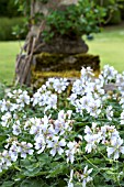 GERANIUM RENARDII