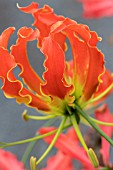 GLORIOSA ORANGE TRIANGLE