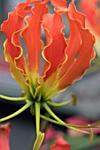 GLORIOSA ORANGE TRIANGLE