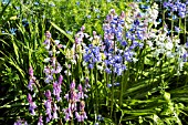 HYACINTHOIDES HISPANICA ALBA & ROSE