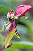 IMPATIENS HIRANA