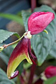 IMPATIENS HIRANA