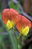 LATHYRUS BELINENSIS