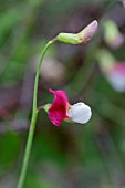 LATHYRUS CLYMENUM ARTICULATUS