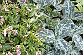 LATHYRUS VERNUS & TRILLIUM ERECTUM