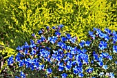 LITHODORA HEAVENLY BLUE, AGM, WITH CUPRESSUS MACROCARPA GOLDCREST