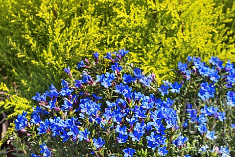 LITHODORA_HEAVENLY_BLUE_AGM_WITH_CUPRESSUS_MACROCARPA_GOLDCREST