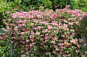 LONICERA CAPRIFOLIUM PAUCIFLORA