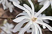 MAGNOLIA STELLATA ROYAL STAR