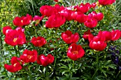 PAEONIA LACTIFLORA FLAME