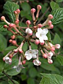 VIBURNUM FRAGRANS