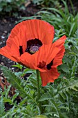 PAPAVER ORIENTALIS ALLEGRO