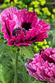 PAPAVER ORIENTALIS PATTYS PLUM