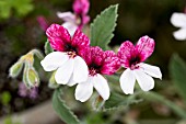 PELARGONIUM SPLENDIDE