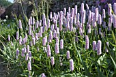 PERSICARIA BISTORTA