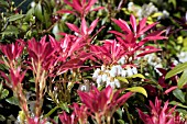 PIERIS FOREST FLAME