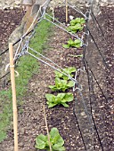 BARN CLOCHE VENTING METHOD