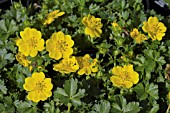 POTENTILLA NEUMANNIANA NANA