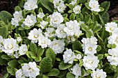 PRIMULA BEESIANA BALERINA CREAM (KERBELCREM)