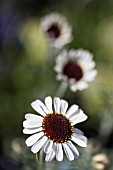 RHODANTHEMUM AFRICAN EYES