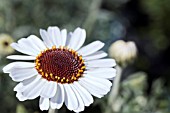 RHODANTHEMUM AFRICAN EYES