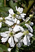 RUBUS FRUITICOSUS LOCH NESS