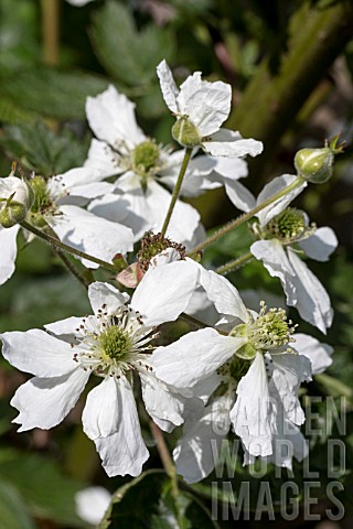 RUBUS_FRUITICOSUS_LOCH_NESS