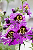 SCHIZANTHUS ANGEL WINGS