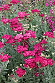 ACHILLEA CHERRY QUEEN