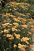 ACHILLEA TERRACOTTA