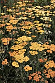 ACHILLEA TERRACOTTA