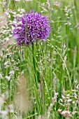 ALLIUM EARLY EMPEROR