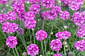 ARMERIA MARITIMA