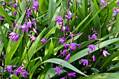 BLETILLA STRIATA